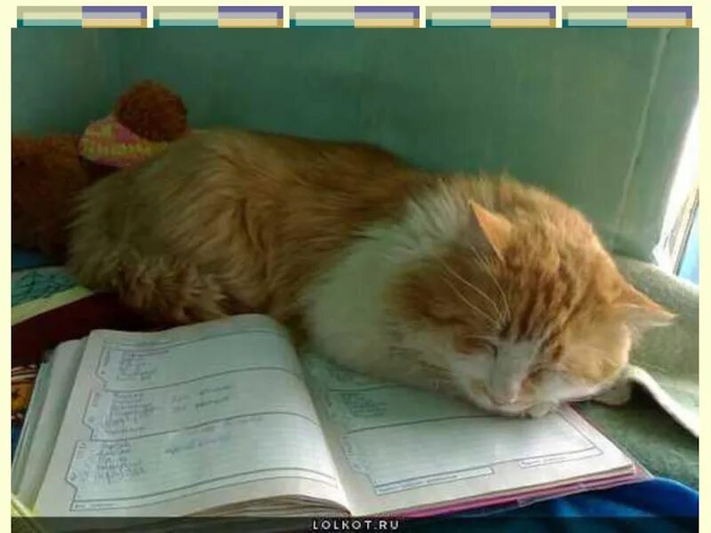 Котик делает уроки. Кот учит уроки. Кот на уроке. Сделай поспать