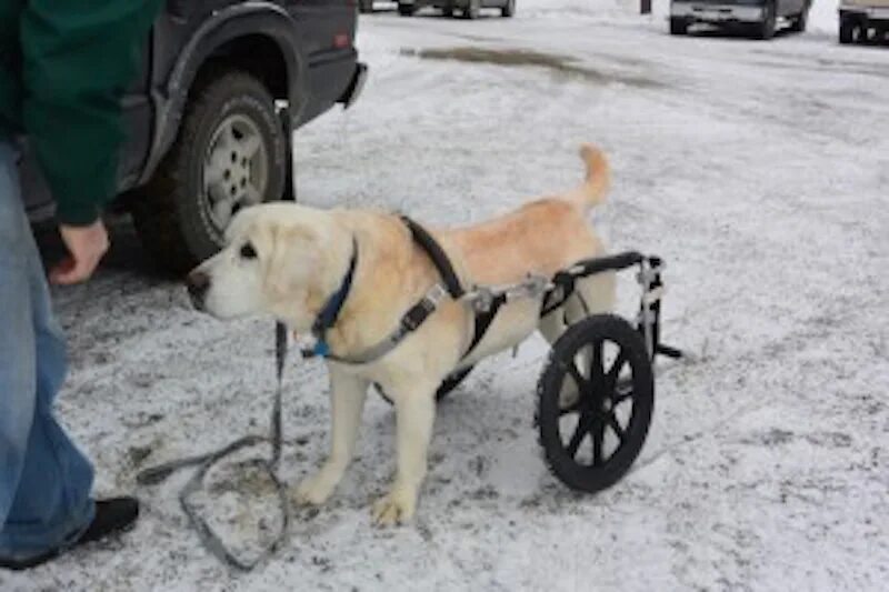 Собака лапа инвалид. Инвалидные коляски Dog wheelchairs. Коляска для собак инвалидов. Тележка для собаки инвалида. Инвалидная коляска для лабрадора.