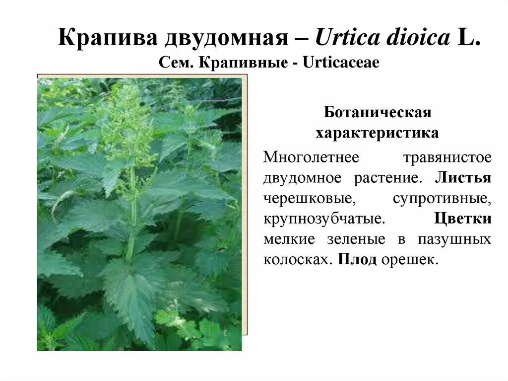 Среда обитания крапивы. Крапива двудомная (Urtíca dióica). Крапива двудомная (Urtica dioica l.). Крапива двудомная (Urtica dioica)настой. Крапива двудомная лекарственное сырье.