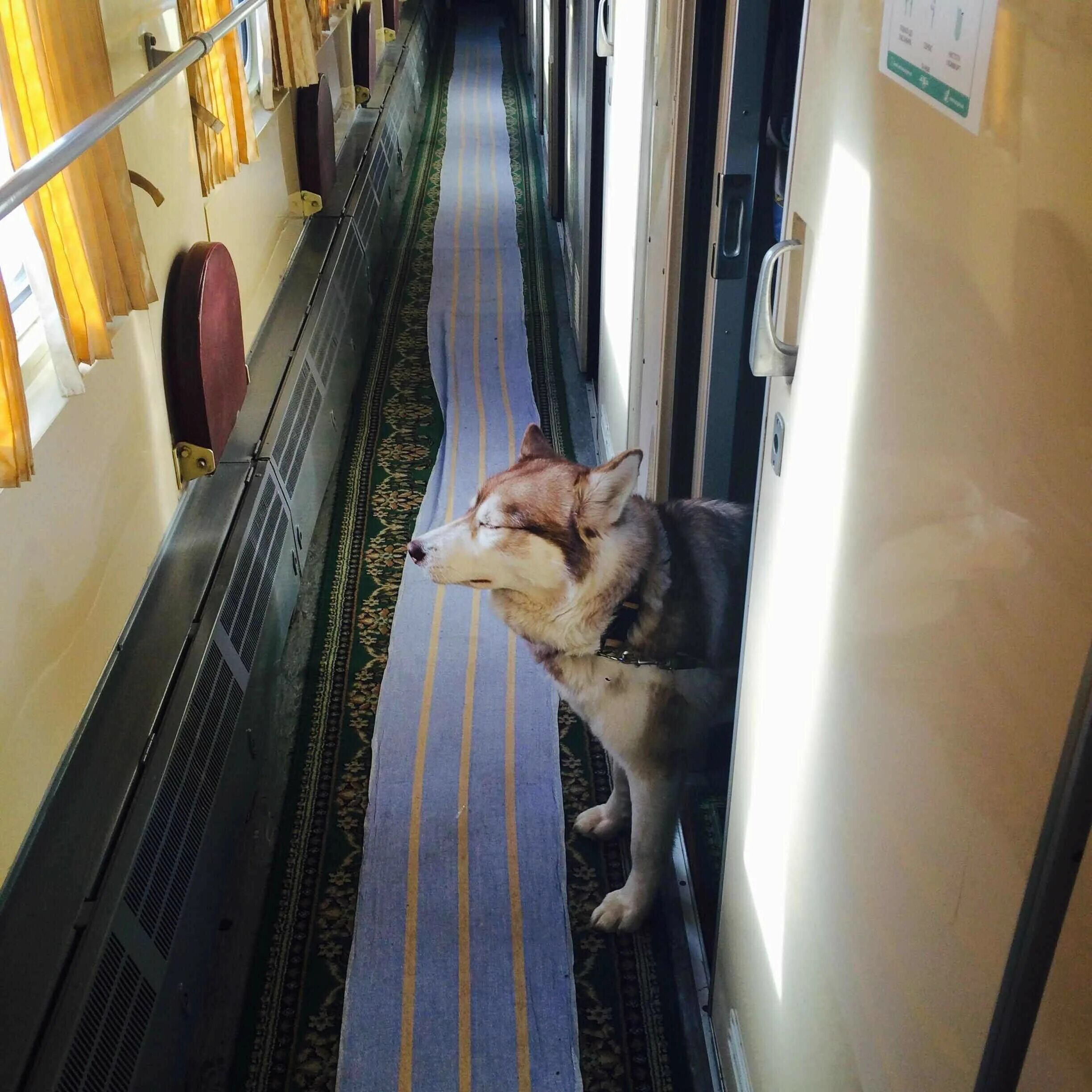 Вагон для животных. Кот в поезде. Вагон для животных в поезде. Вагон для перевозки животных. Можно перевозить собаку в поезде
