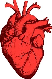 Сердце человека: анатомия и физиология главного органа.