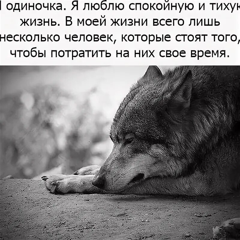 Мудрые цитаты и фразы про волков