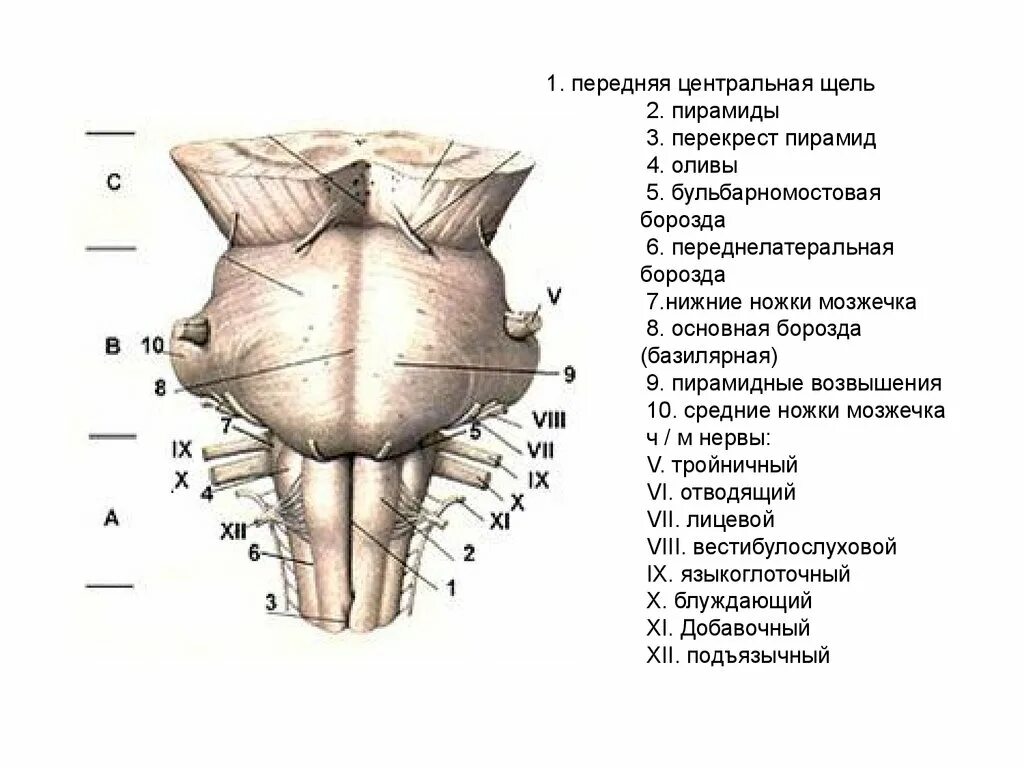 Вентральная поверхность продолговатого мозга. Продолговатый мозг и мост вентральная поверхность. Продолговатый мозг пирамиды Перекрест пирамид. Строение продолговатого мозга: вентральная и дорсальная поверхность. Строение вентральной поверхности продолговатого мозга.