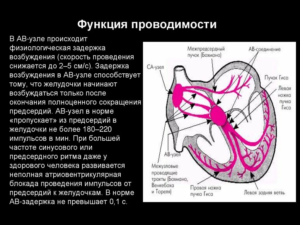 Правый желудочек функции. Атриовентрикулярный узел функции. Атриовентрикулярный узел строение. Проводящая система сердца скорость проведения возбуждения. Атри вентрикулярная задержка.