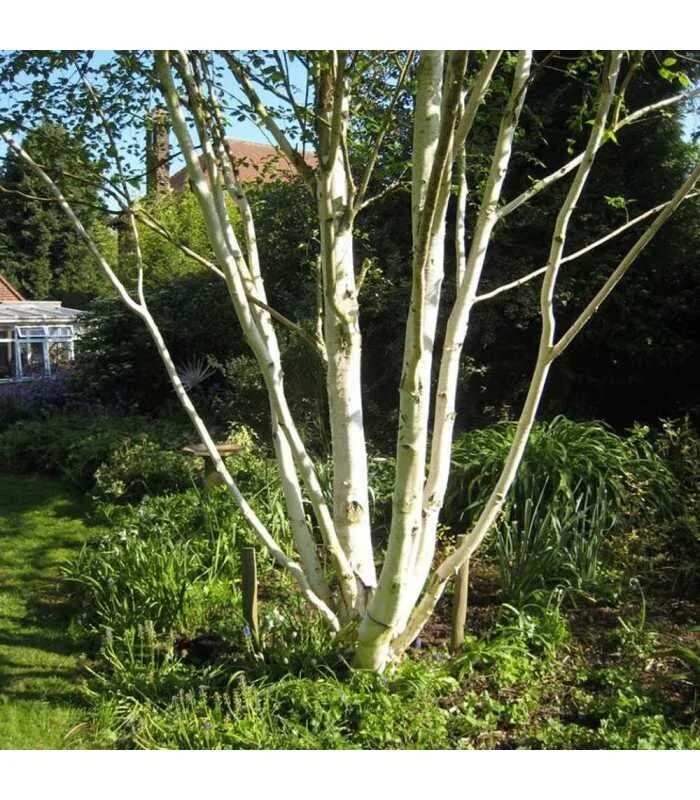 Береза Жакмона `Doorenbos` (Betula utilis `Doorenbos`). Береза Жакмона. Береза Жакмана Doorenbos. Береза Жакмана многоствольная.