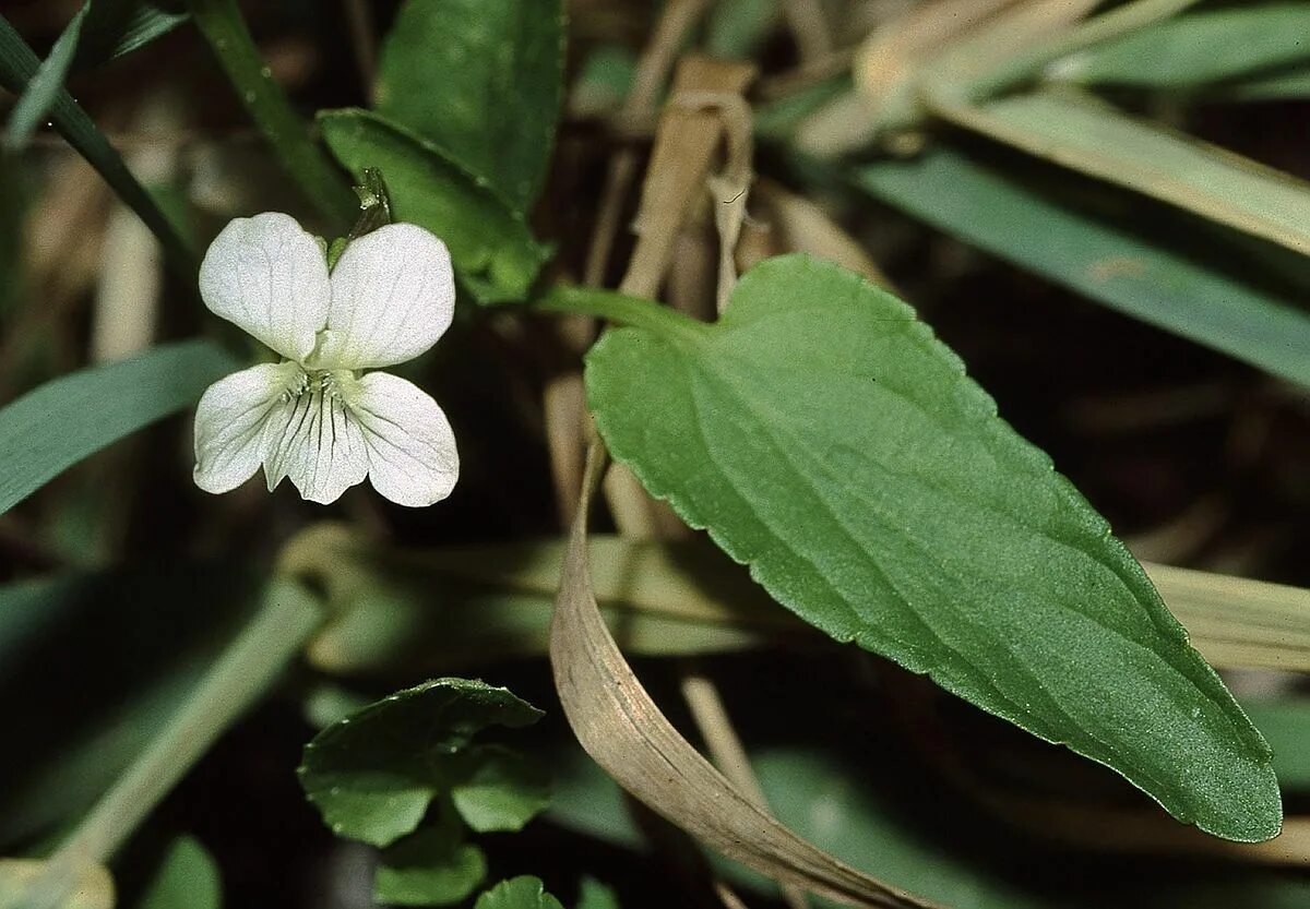 Фиалка крийская. Фиалка 5 букв. Saintpaulia ionantha африканская фиалка. Фиалка 5 букв. ).
