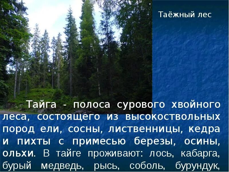 Доклад о тайге. Доклад про тайгу. Презентация на тему Тайга. Описание тайги в природе. Тайга география 7 класс