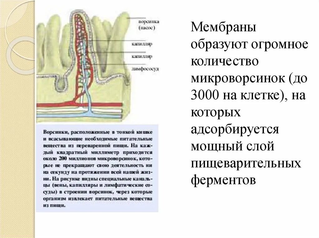 Строение ворсинок и микроворсинок. Микроворсинки покрыта полость. Строение микроворсинки. Всасывание питательных веществ. Всасывание жиров ворсинками кишечника