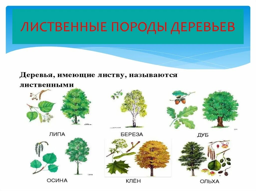 Лиственные деревья. Лиственные деревья названия. Листопадные деревья. Лиственные породы деревьев. 5 лиственных растений