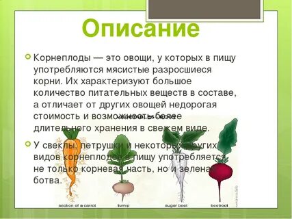 Корнеплоды виды растений