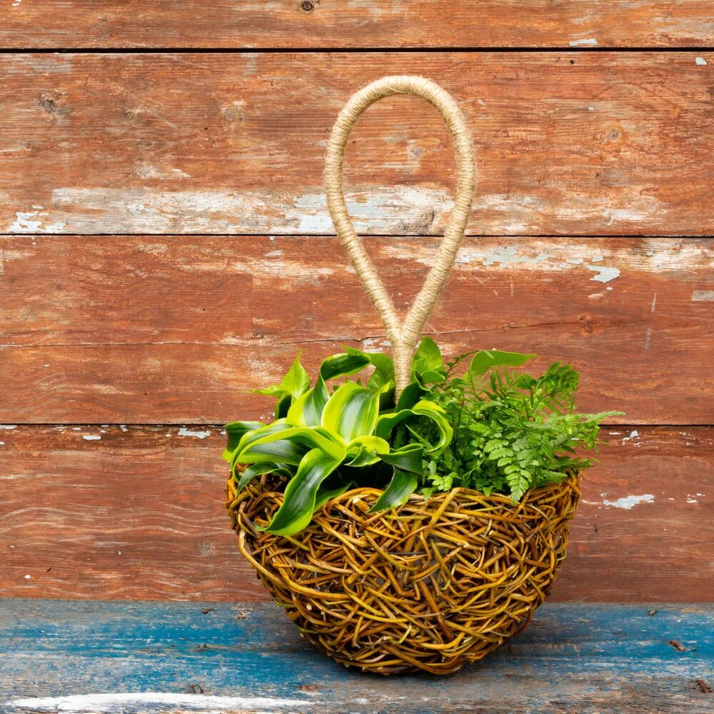 Растение корзинка. Растение корзинка. Красивые цветы в корзине. Корзина с цветами. Корзина с цветами.