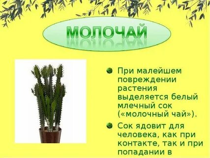 Какие растения выделяют сок