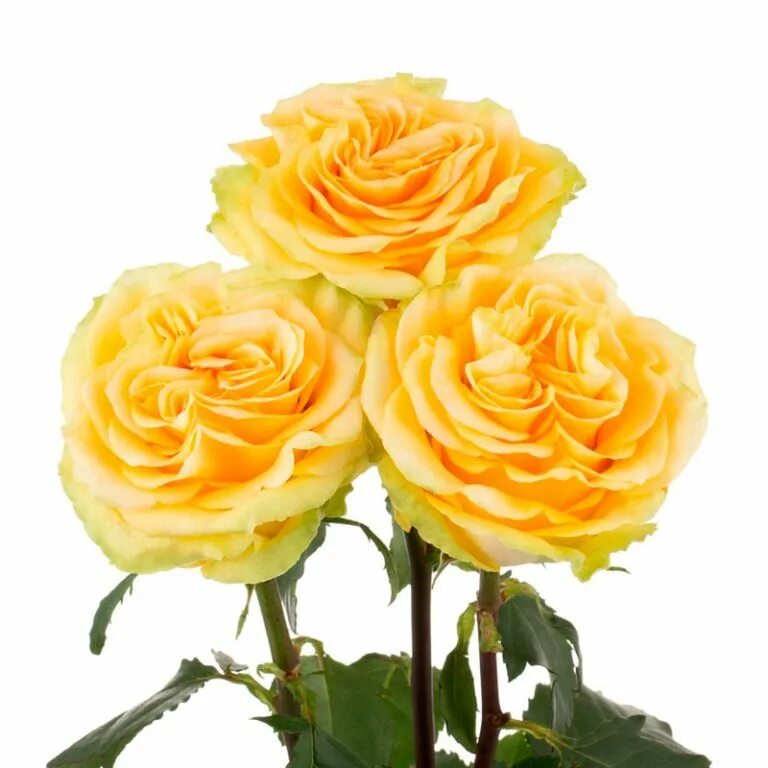 Кантри гарден роза страна происхождения. Роза кантри спирит луиза. Роза кантри сан. Роза кантри луиза (country louise). Роза кантри гарден (country garden).