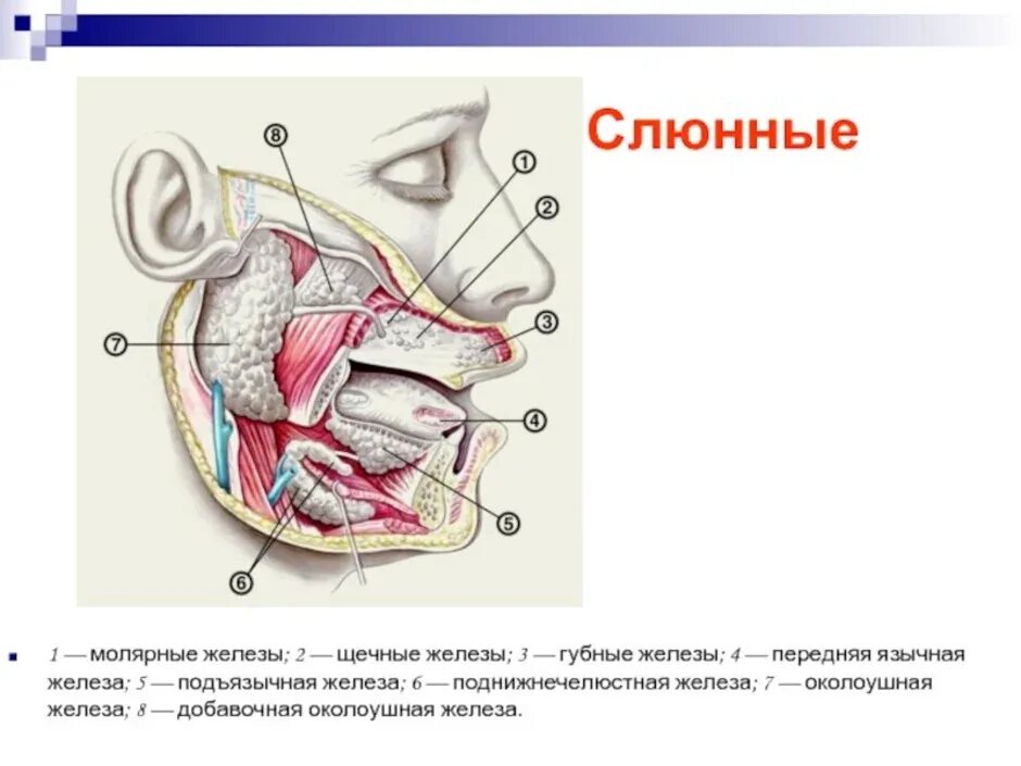 Проток околоушной железы анатомия. Слюнные железы анатомия схема. Ротовая полость анатомия слюнные железы. Слюнные железы строение анатомия. Околоушная железа где