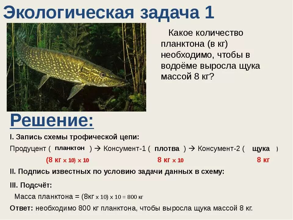 Задачи по экологии на правило экологической пирамиды. Задачи на правило экологической пирамиды. Задачи на экологические пирамиды. Пирамида биомассы. Экологическая пирамида с редуцентами.