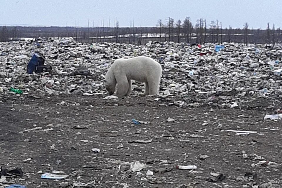 белый норильск. медведи в дудинке. истощенные белые медведи. белый медведь в норильске. белая медведица фильм 2008.