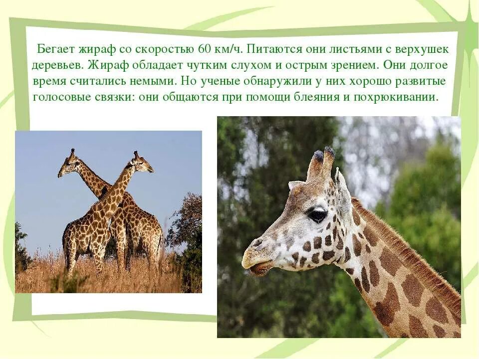Как правильно пишется жираф. Жираф. рассказ о жирафе. доклад о жирафе. описание жирафа.