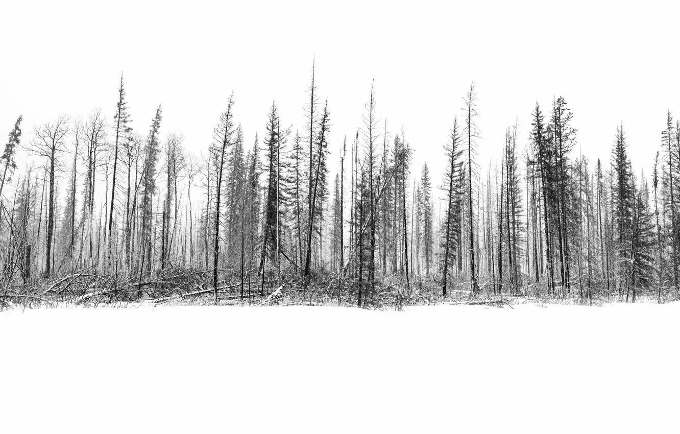 Тату лес эскиз. Эскиз леса. Силуэт леса. Силуэт леса. Гравюра лес.