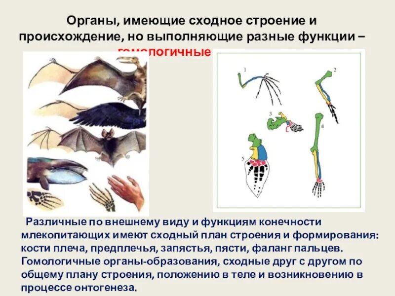 Органы имеющие разное происхождение но выполняющие одинаковые. Органы имеющие сходное строение. функции конечностей млекопитающих. органы сходные по выполняемым функции. сходное строение и происхождение.