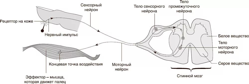 Установите последовательность этапов рефлекторной реакции кашля. Схема рефлекторной дуги безусловного рефлекса. Схема рефлекторной дуги зрачкового рефлекса. Рефлекторная дуга условного рефлекса схема. Рефлекторная дуга безусловно рефлекс.