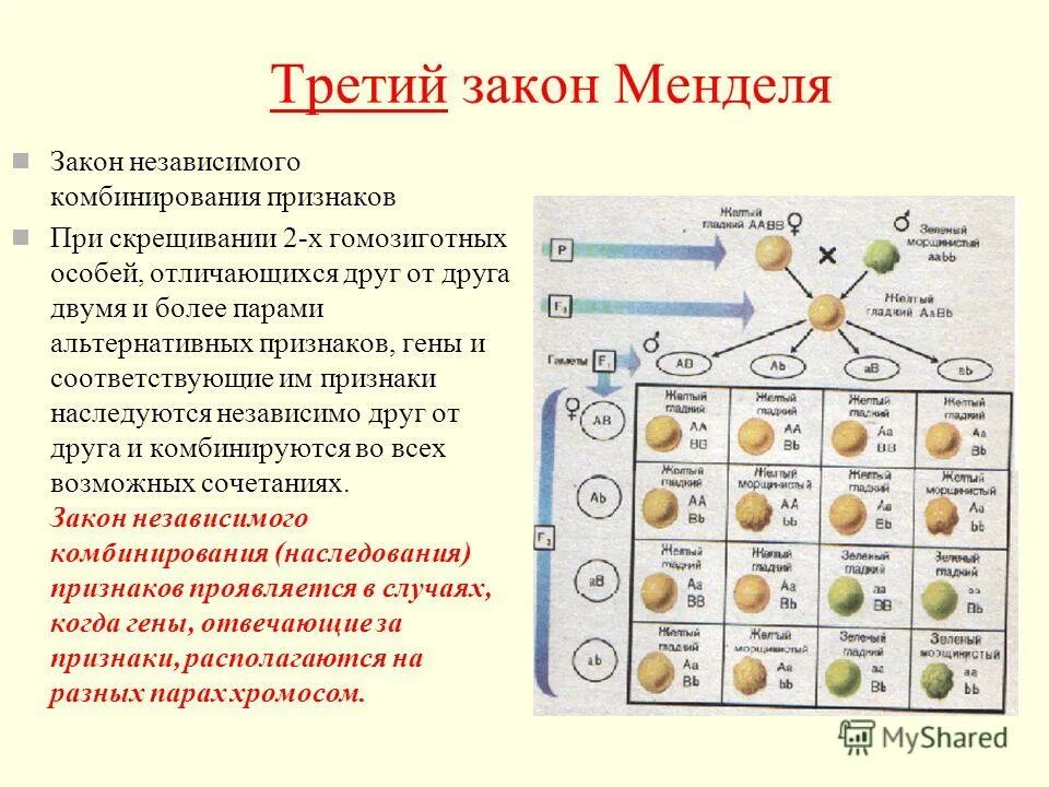 Мендель основы генетики. Третий закон Менделя закон независимого комбинирования. Три закона Менделя генетика. 3 Закон Менделя скрещивание. Законы Менделя схемы наследования признаков.