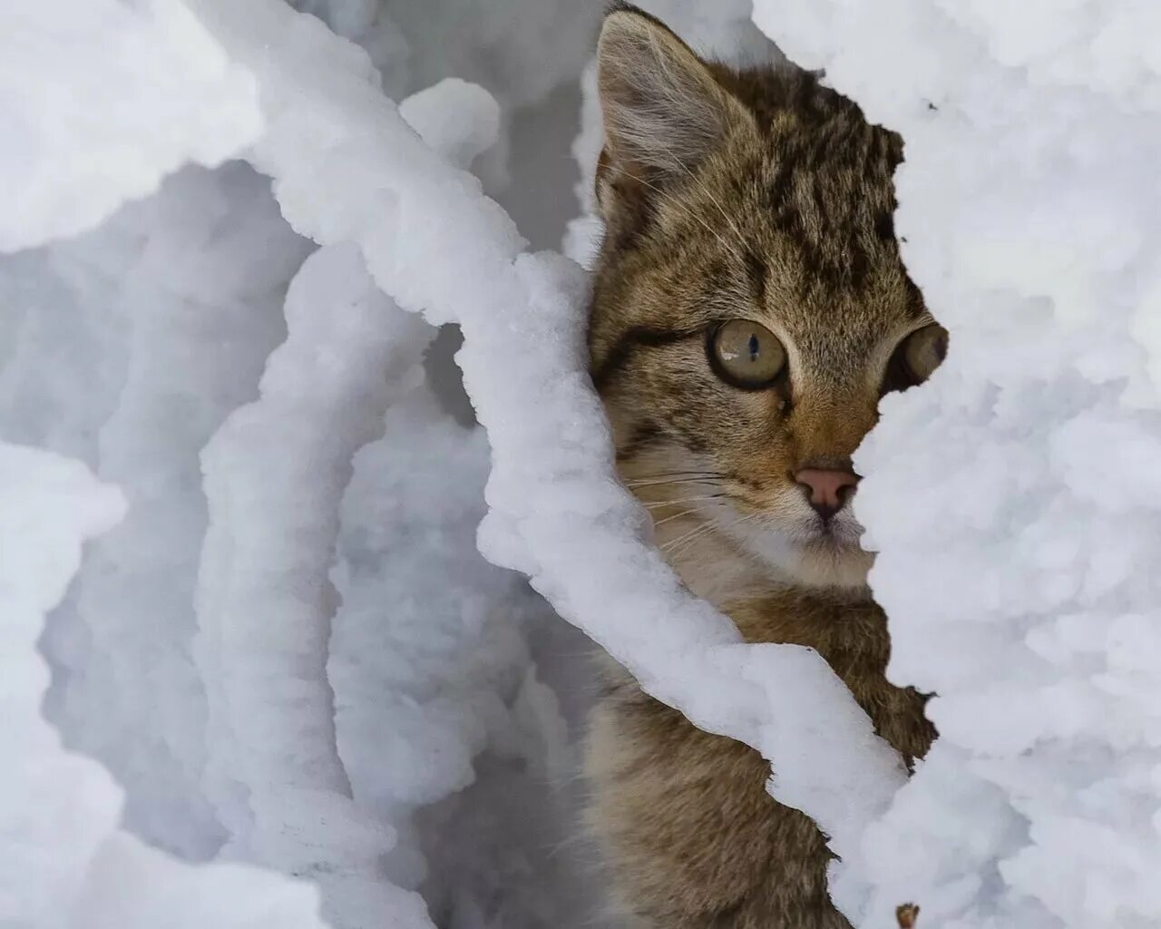 Перед наступлением зимы некоторые животные. Кот в снегу. Кошка зима. Котики зимой. Котенок в снегу.