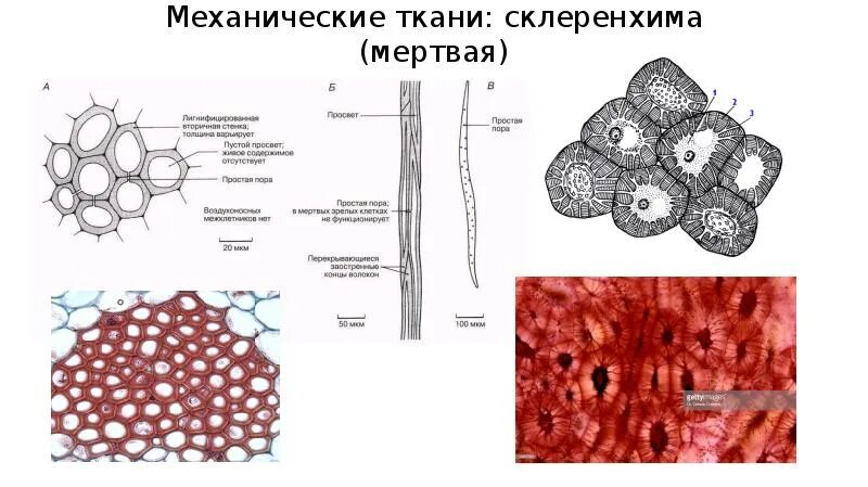 Склеренхима клеточные стенки пропитаны лигнином. Механическая ткань растений колленхима. Склеренхима клеточные стенки пропитаны лигнином. Механическая ткань колленхима строение. Лигнин строение.