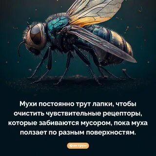 Зачем мухи