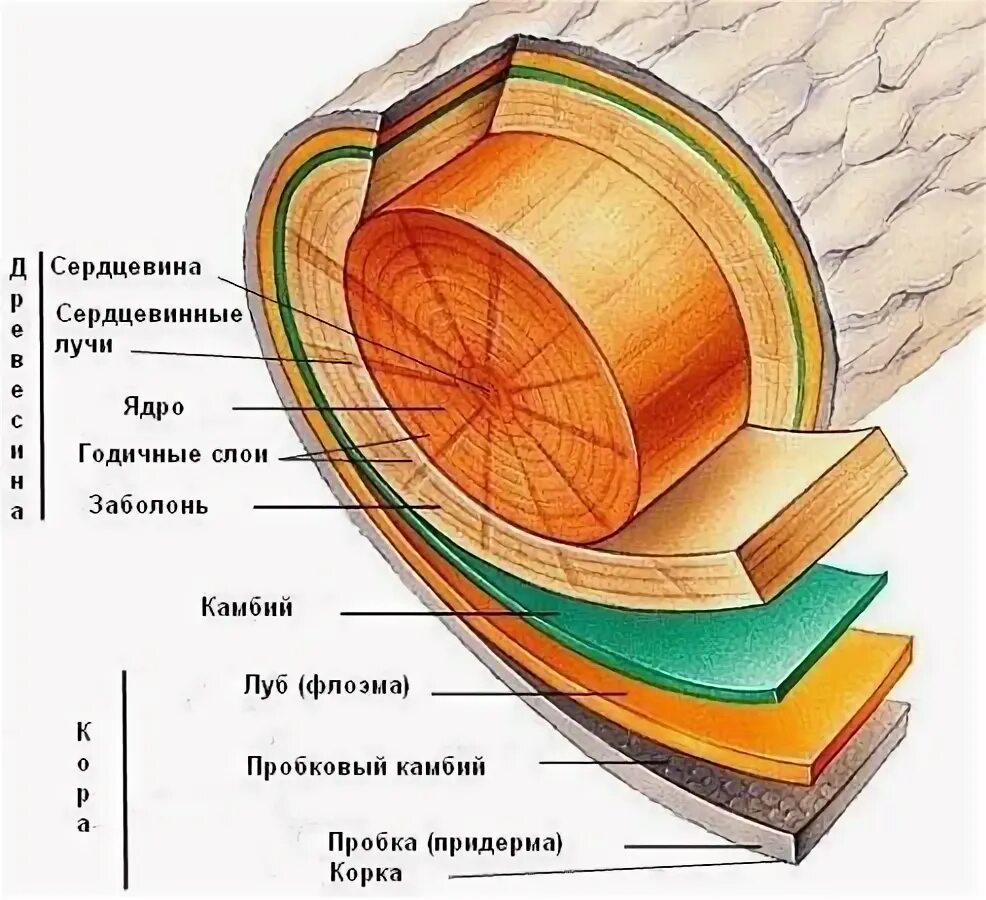 Дерево состоит из слоев