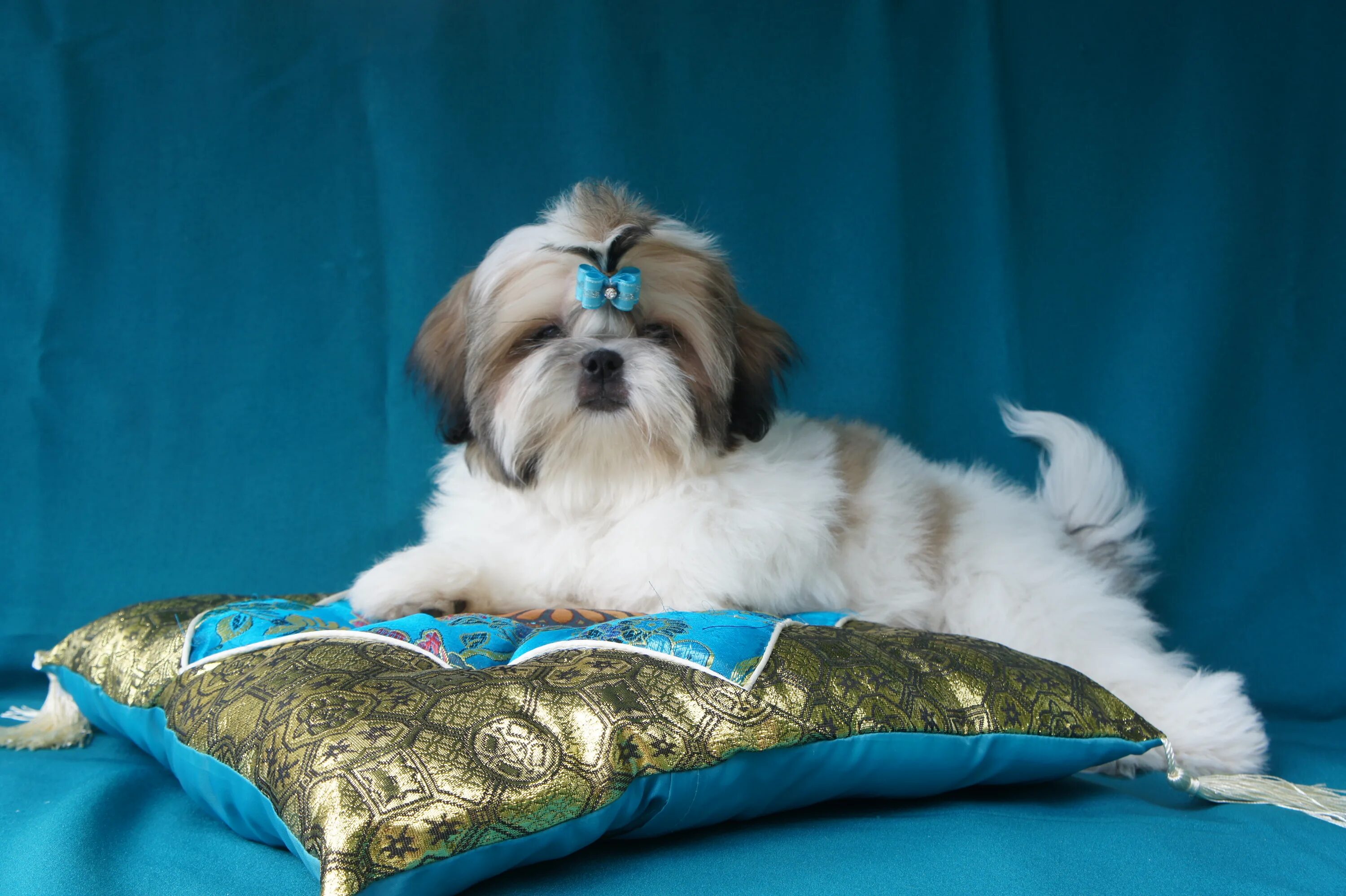 собаки армавир. щенки ши тцу добрые руки. щенки ши тцу. ши-тцу. авито собаки ши.