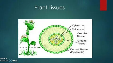 Plant tissues