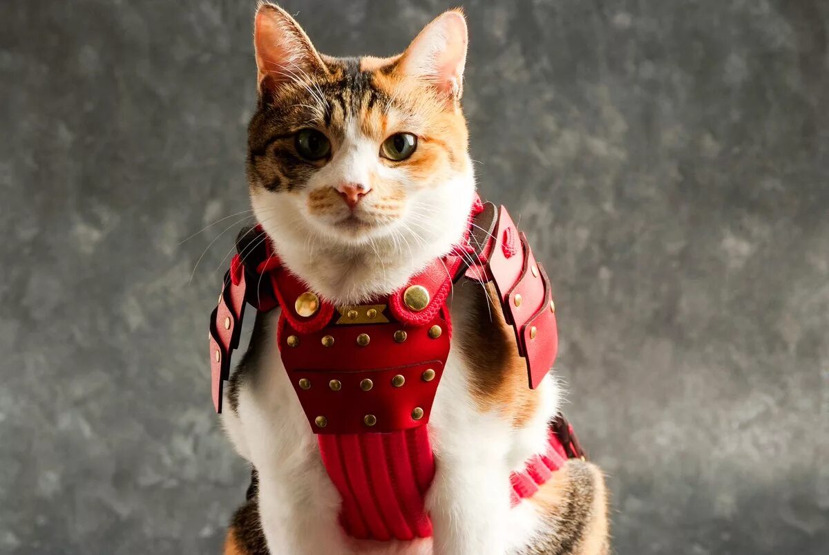 Тренд с котиками. Кот в самурайских доспехах. Кот Самурай. Кот в костюме самурая. Коты в костюмах самураев.