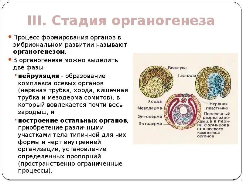 Три стадии характеризующие стадию органогенеза. Эмбриогенез и органогенез. Стадии органогенеза. Стадия формирования осевых органов. Этапы эмбрионального развития органогенез.