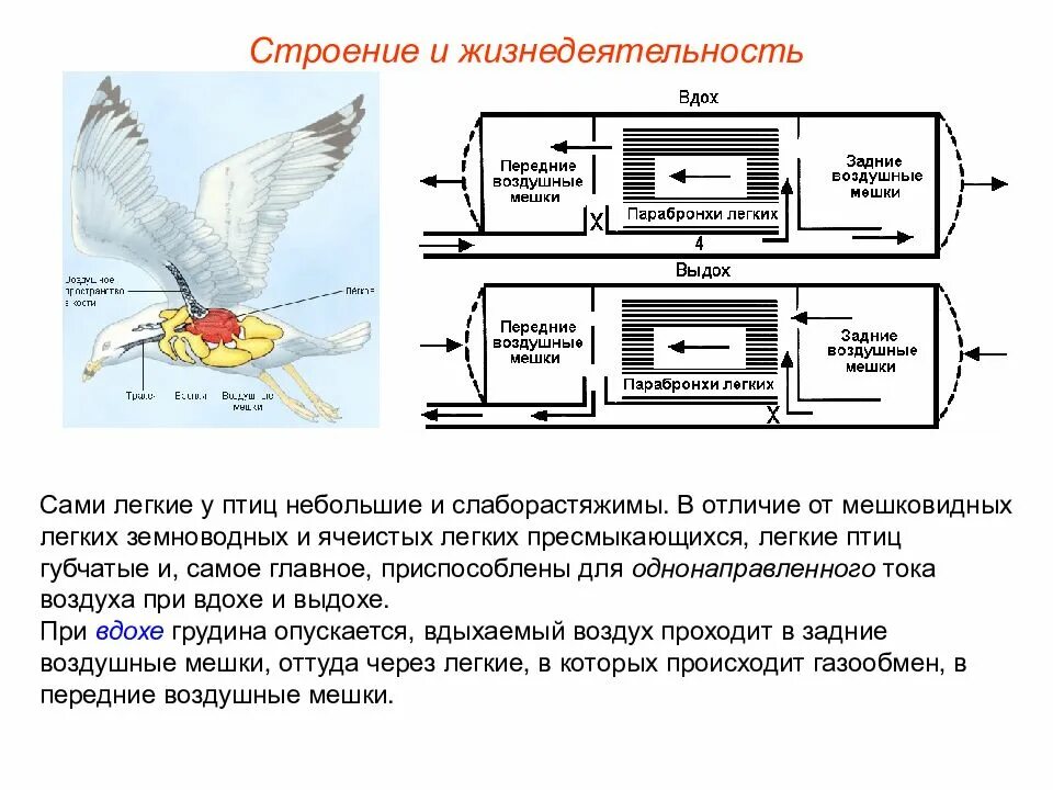 Форма легких птиц. Губчатые лёгкие у птиц. Строение легких птиц. Газообмен у птиц. Воздушные мешки строение.