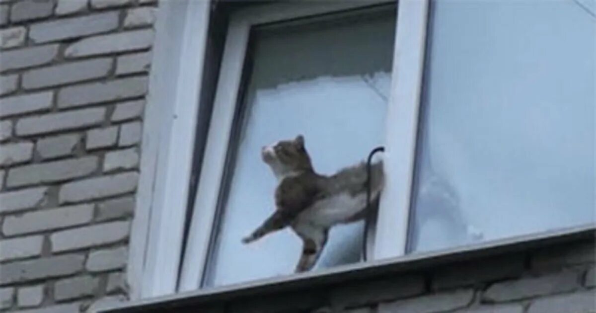 Балкон для кошек. Кошка упала с балкона. Кот гуляет на балконе. Кошка упала с балкона. Сетка на балкон для кошек.