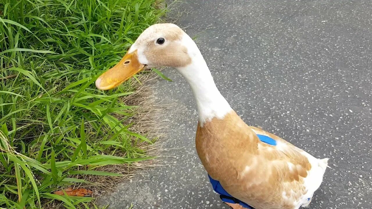 Уточка шагает. Утка шагает. Утка анимация. Обои утки. Черри-велли утки.