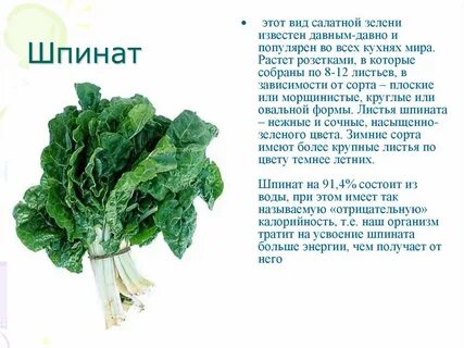 Вред щавеля для человека