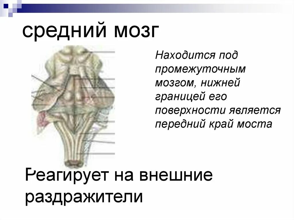 Средний мозг включает в себя