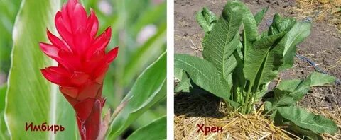 Чем отличается хрен от хрена