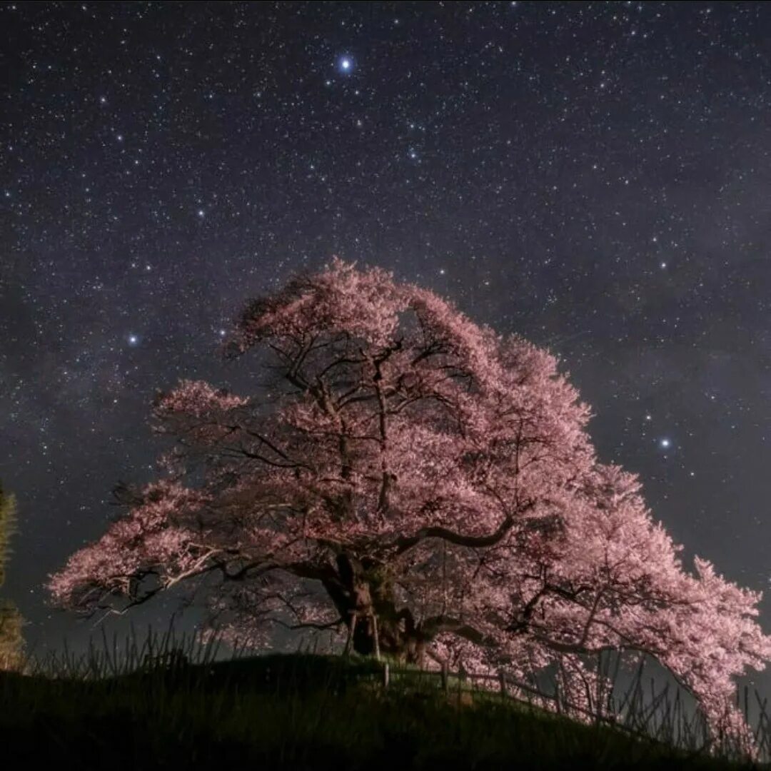Сакура ночью. Ночная Сакура. Небо в Японии. Сакура космос.