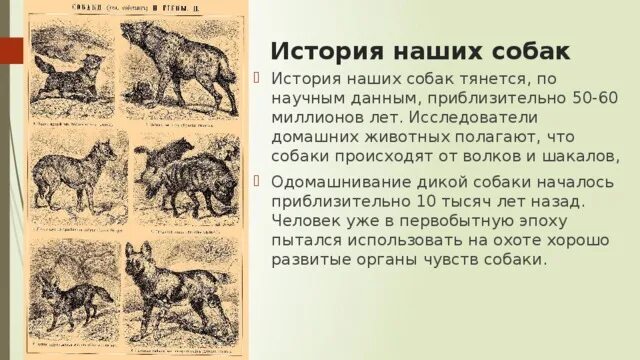 Год собаки история