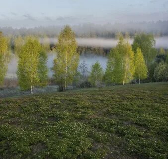 Погода русский лес
