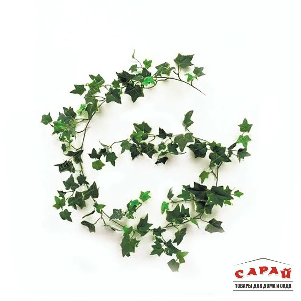 Плющ Hedera. Плющ сканворд