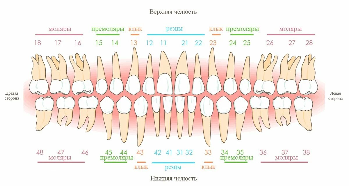 Сколько стоят зубы человека. Нумерация зубов у человека в стоматологии схема взрослых. Резцы клыки премоляры моляры анатомия. Схема зубов человека с нумерацией стоматологии. Схема зубов нижней челюсти.