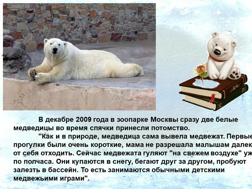 Сочинение белый медведь