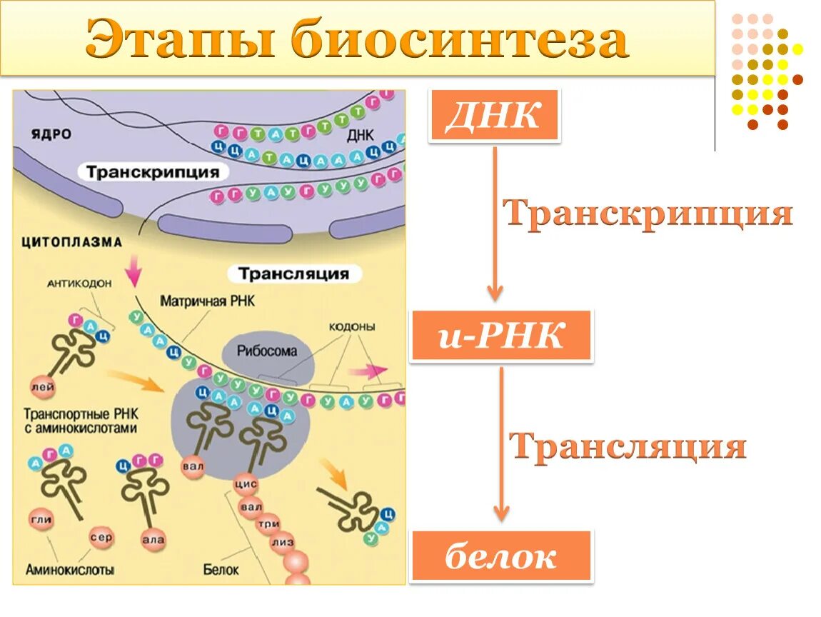 Синтез белка простейших