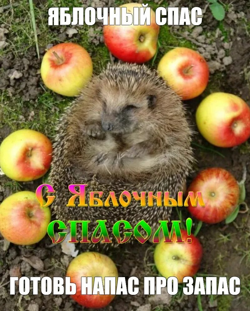 Ежик несущий яблоко. Ежик с яблоком. ежик несет яблоко. ежик с яблоком на спине. август ежик.