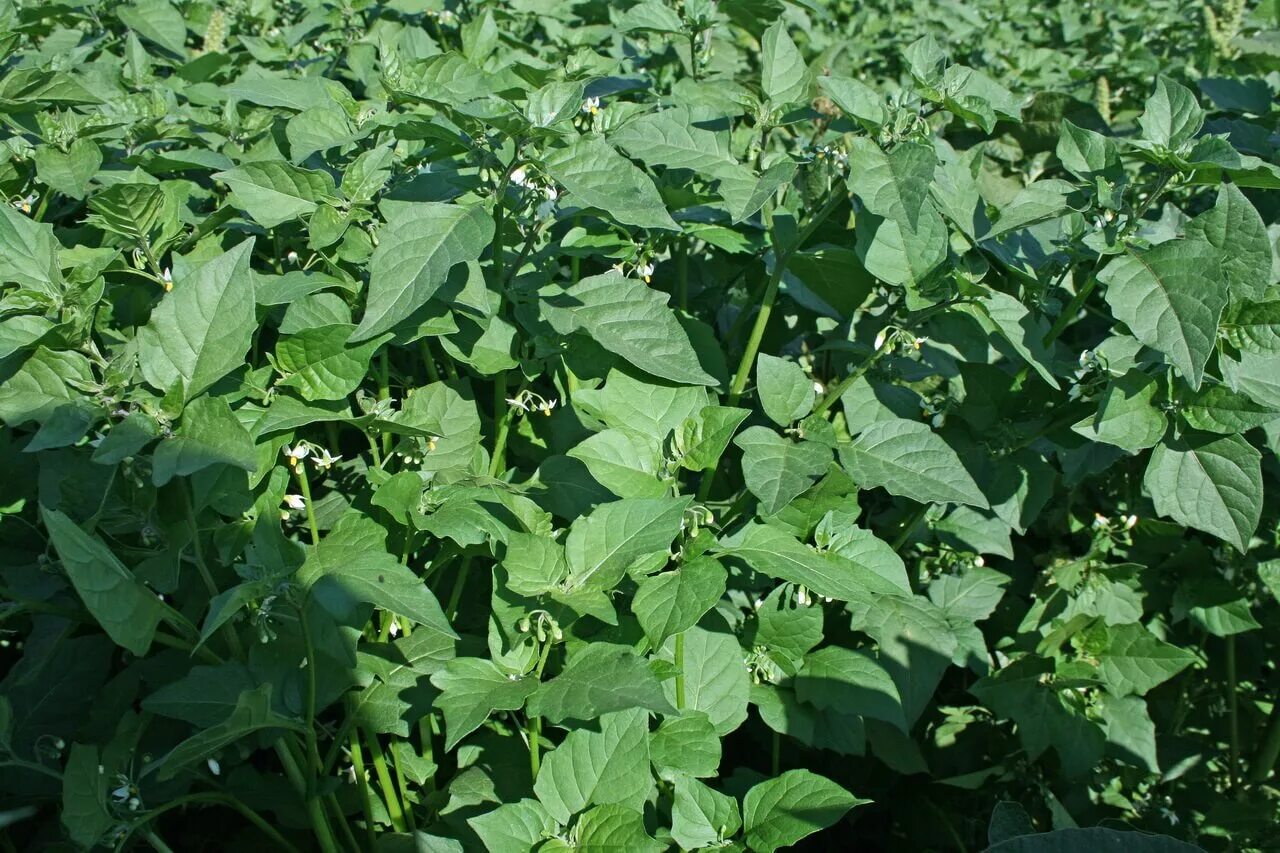 сорняки семейства пасленовые. сорняки семейства пасленовые. сорные растения семейства пасленовые. паслен черный семейство пасленовых. сорняки семейства пасленовые.