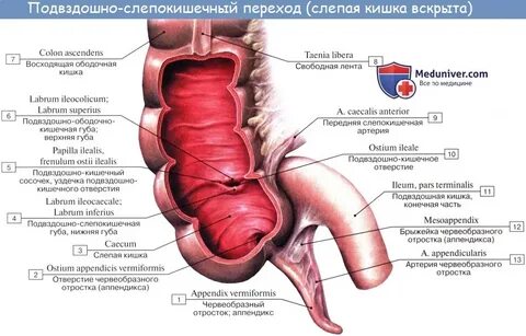 Аппендикс стенки