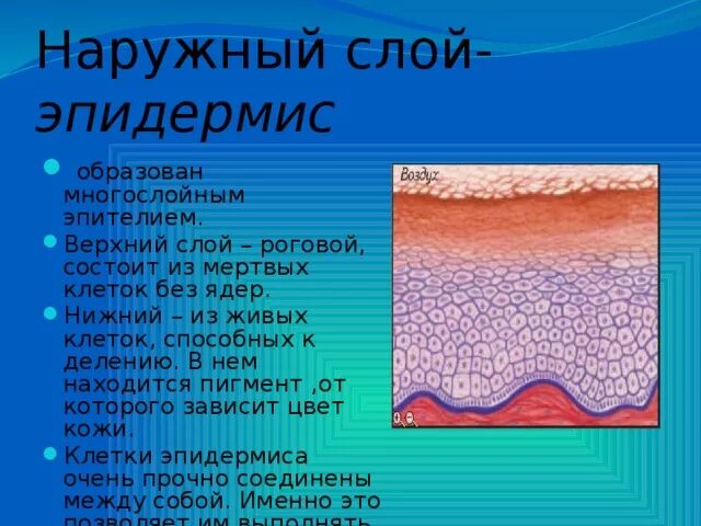 В собственно коже отсутствует пигмент. Роговой слой эпидермиса кожи образован. Эпидермис кожи образован эпителиальной тканью. Эпидермис мертвые слои эпидермиса. Эпидермис слой живых клеток функции.